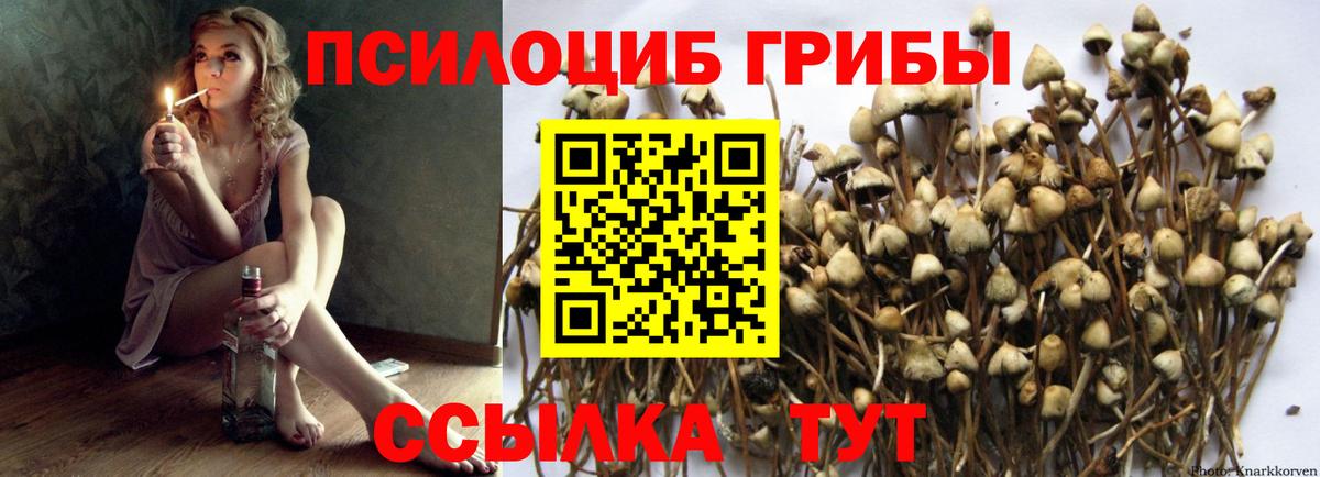купить закладку  Вход с VPN  Кинешма  Псилоцибиновые грибы мицелий 